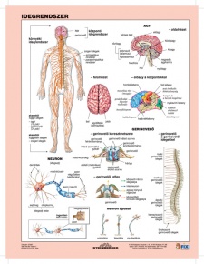 Fixi tanulói munkalap A4 Az idegrendszer