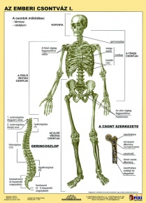 Fixi tanulói munkalap A4 Az emberi csontváz I.-II.