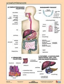 Fixi tanulói munkalap A4 Az emésztőrendszer