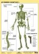 Fixi tanulói munkalap A4 Az emberi csontváz I.-II.