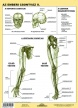 Fixi tanulói munkalap A4 Az emberi csontváz I.-II.