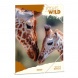 Ars Una A4 Gumis mappa Icons of the Wild-Giraffes (5505) 25