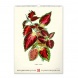 6094-HE Reálszisztéma Falinaptár Vintage Posters – Herbarium 33 × 46 cm (2026)