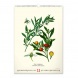 6094-HE Reálszisztéma Falinaptár Vintage Posters – Herbarium 33 × 46 cm (2026)