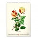 6094-HE Reálszisztéma Falinaptár Vintage Posters – Herbarium 33 × 46 cm (2026)