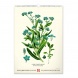 6094-HE Reálszisztéma Falinaptár Vintage Posters – Herbarium 33 × 46 cm (2026)