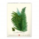 6094-HE Reálszisztéma Falinaptár Vintage Posters – Herbarium 33 × 46 cm (2026)