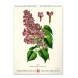 6094-HE Reálszisztéma Falinaptár Vintage Posters – Herbarium 33 × 46 cm (2026)