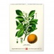 6094-HE Reálszisztéma Falinaptár Vintage Posters – Herbarium 33 × 46 cm (2026)
