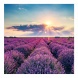 6096-PR Reálszisztéma Lemeznaptár Provence 30 × 30 cm (2026)