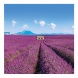 6096-PR Reálszisztéma Lemeznaptár Provence 30 × 30 cm (2026)