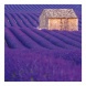 6096-PR Reálszisztéma Lemeznaptár Provence 30 × 30 cm (2026)