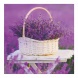 6096-PR Reálszisztéma Lemeznaptár Provence 30 × 30 cm (2026)