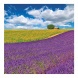 6096-PR Reálszisztéma Lemeznaptár Provence 30 × 30 cm (2026)