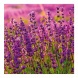 6096-PR Reálszisztéma Lemeznaptár Provence 30 × 30 cm (2026)