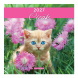 LIZZYCALENDAR FALINAPTÁR LEMEZ NAGY 29x29 CICÁK