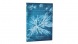 Paperblanks butikkönyv, Anna Atkins’ Cyanotypes, Sea Flowers, Midi, von. MEGSZ.