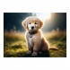 Mapcards 3D képeslap (15x10,5 cm) golden retriever kölyök
