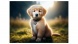 Mapcards 3D képeslap (15x10,5 cm) golden retriever kölyök